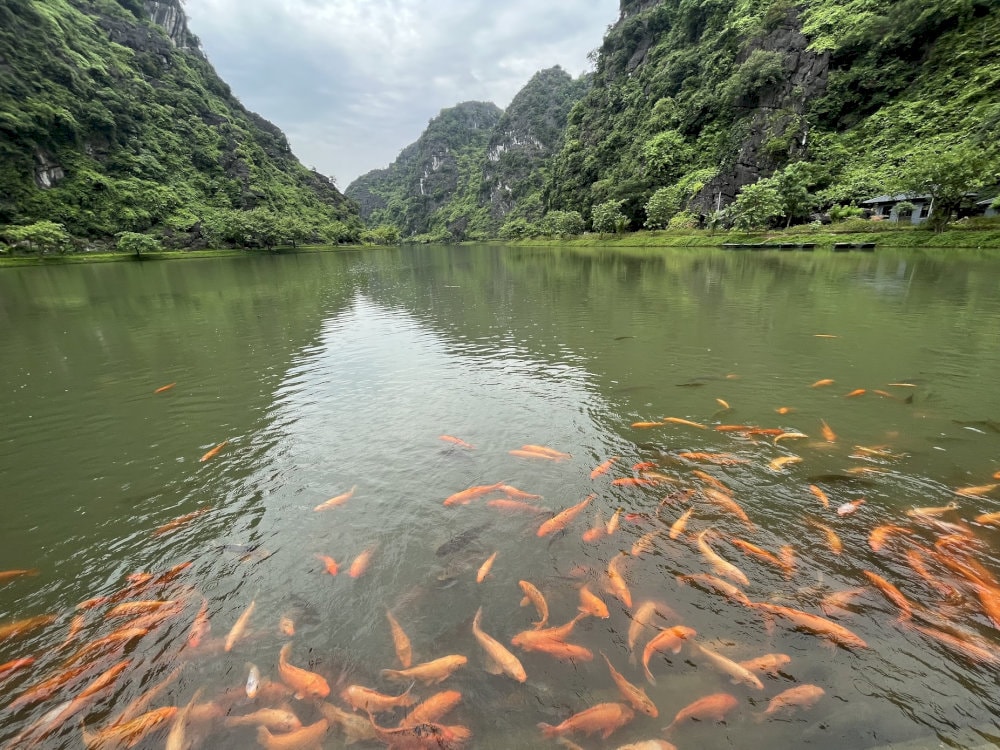 You can feed the koi fish at the lake as a way to wish for good luck
